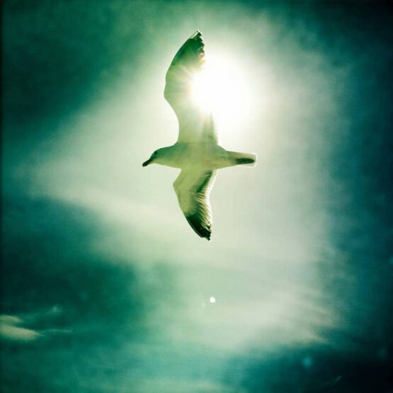 Tom Hall Muted Angels